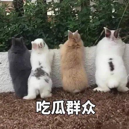 吃瓜娱乐汪,揭秘娱乐圈那些事儿